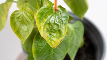 Esse erro comum pode estar matando suas plantas de dentro para fora