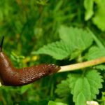 O que usei no meu jardim para nunca mais ver caracóis