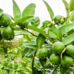 O melhor jeito de cultivar limoeiro e colher frutos o ano todo