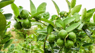 O melhor jeito de cultivar limoeiro e colher frutos o ano todo