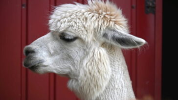 O segredo por trás dessa lhama de crochê que virou xodó da internet