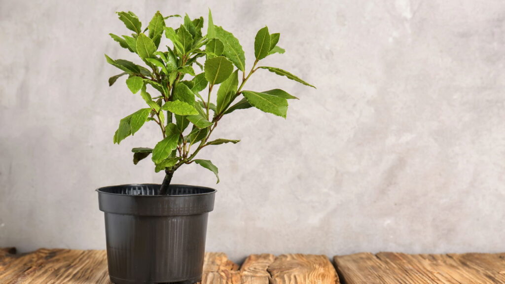 O louro é o símbolo mais forte de prosperidade no lar segundo o feng shui, veja como usar
