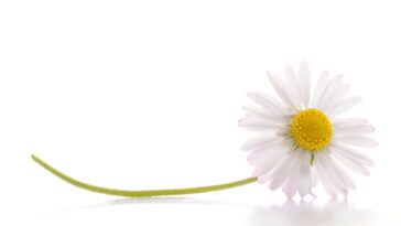 Essa flor em crochê deu um toque mágico à minha mesa e surpreendeu todos