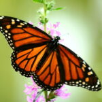 Chaveiro de borboleta em crochê vira tendência entre lembrancinhas criativas