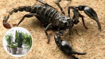 As 3 plantas que atraem escorpiões e não devem estar no seu jardim