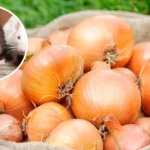 Cebola afasta ratos? Veja como esse truque simples pode ajudar no controle
