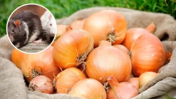 Cebola afasta ratos? Veja como esse truque simples pode ajudar no controle