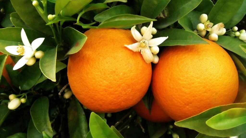 Casca de laranja seca é a solução natural mais versátil para o lar