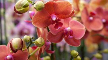 Transforme qualquer ambiente com a almofada mais encantadora do crochê floral