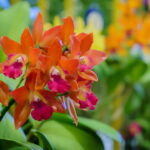 O melhor adubo natural para orquídeas pode estar na sua cozinha