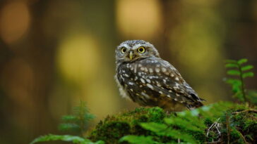 Chaveiro de corujinha em crochê, um passo a passo fácil para iniciantes e experientes