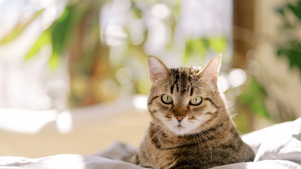 Como afastar gatos do jardim com repelente natural simples