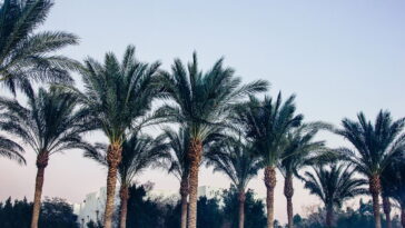 Como identificar o momento certo para podar minhas palmeiras no quintal