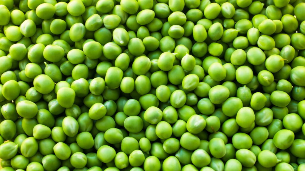 Dicas práticas de cultivo de ervilha em casa ou na horta