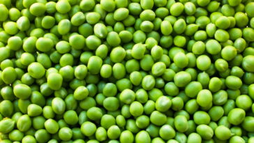 Dicas práticas de cultivo de ervilha em casa ou na horta