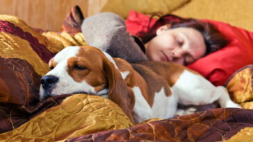 O que significa dormir com animais segundo especialistas