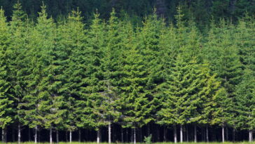 O enfeite artesanal que está conquistando as festas de fim de ano