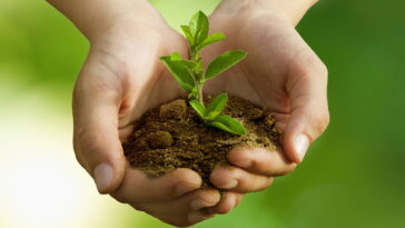 As árvores favoritas dos brasileiros que fazem sombra sem dar trabalho