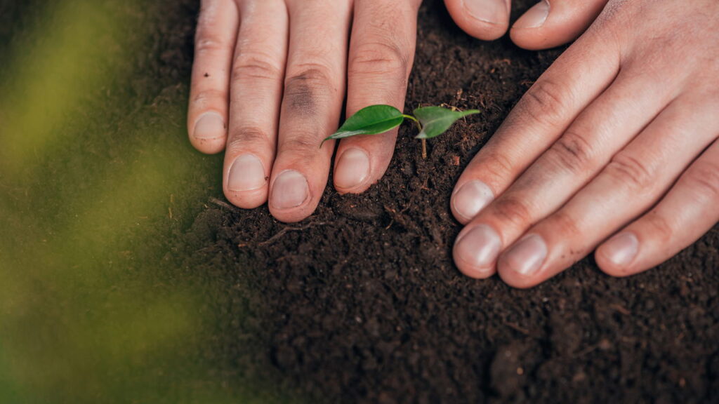 O erro mais comum na hora de adubar pode estar matando sua planta