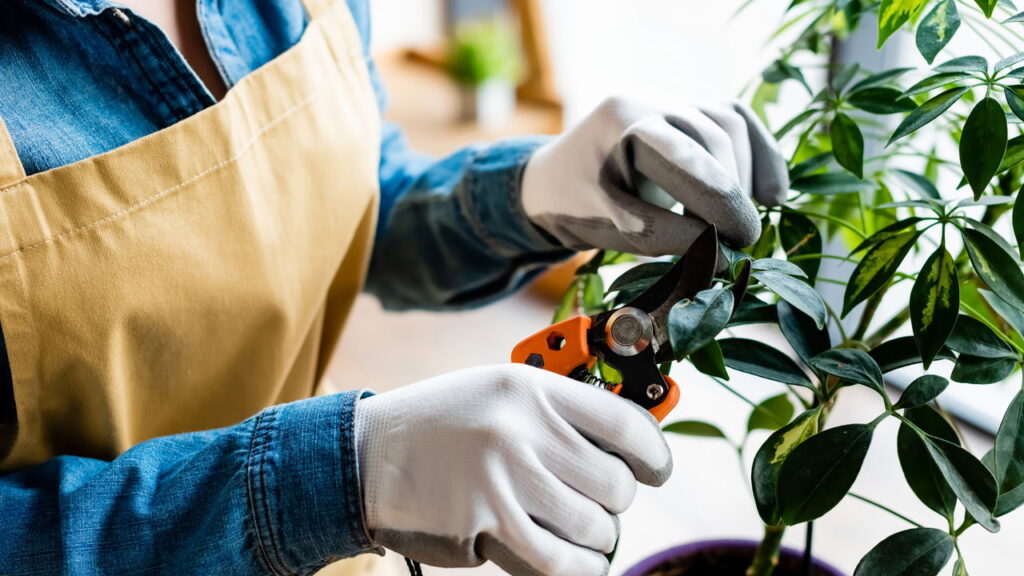 O erro mais comum na hora de adubar pode estar matando sua planta