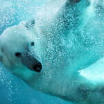 Este urso polar em crochê encantou artesãs e virou queridinho entre crocheteiras