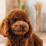 O cão que virou queridinho entre terapeutas e famílias brasileiras