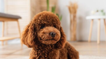 O cão que virou queridinho entre terapeutas e famílias brasileiras