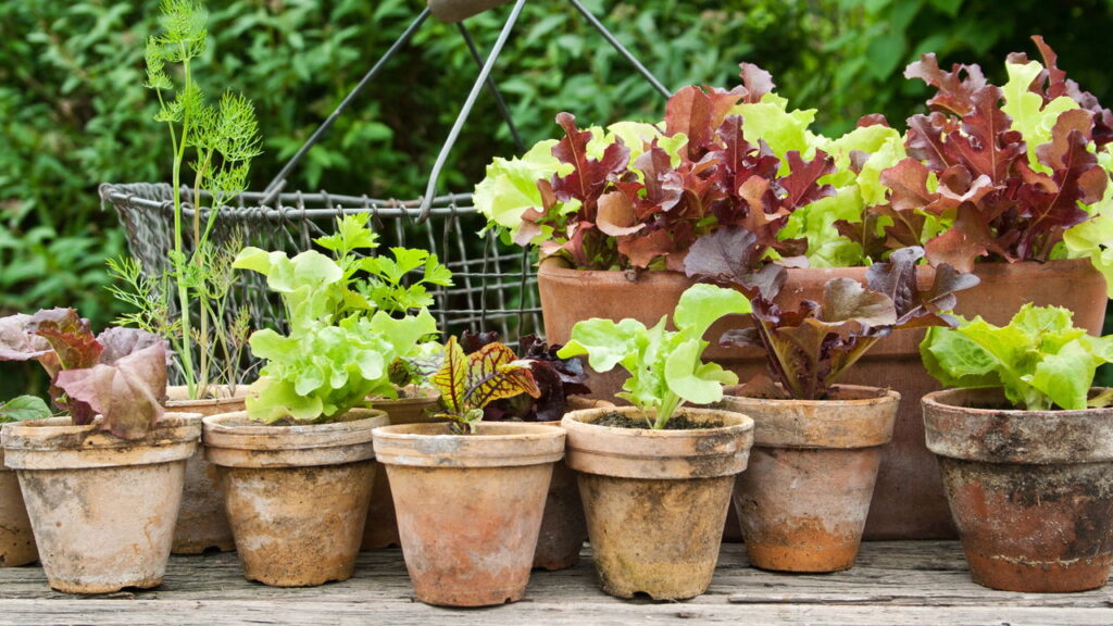 Transforme potes de plantas em objetos úteis com essas dicas criativas