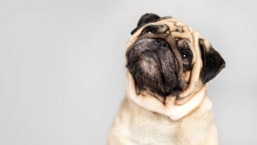 O amigurumi que virou tendência entre artesãs e amantes de cachorrinhos