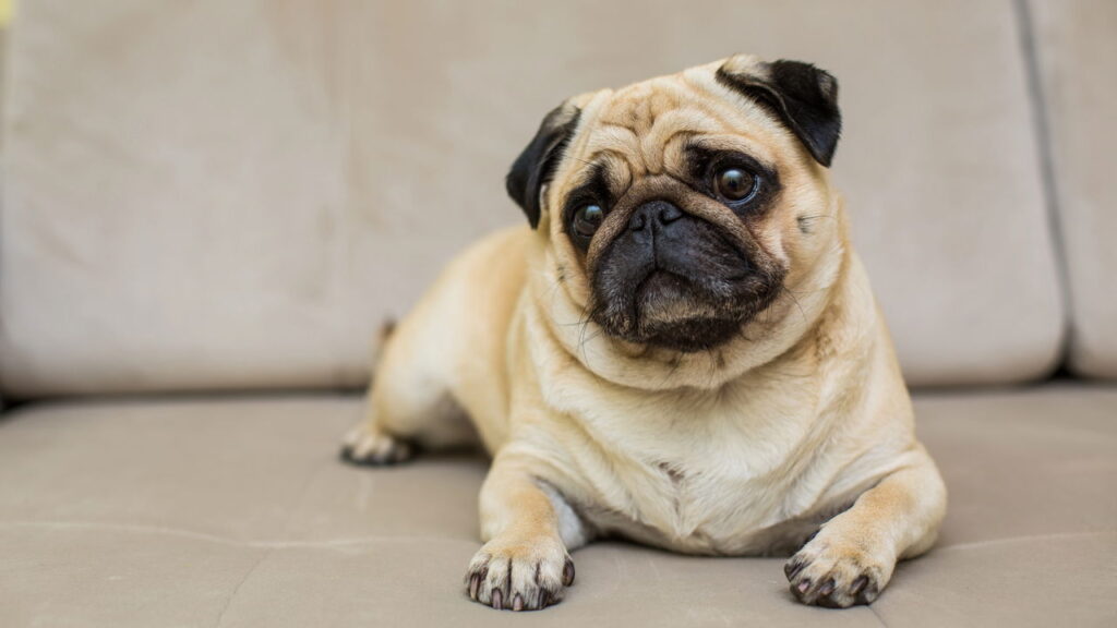 Esse chaveiro de pug em crochê vai conquistar os amantes de pets