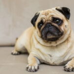 O amigurumi que virou tendência entre artesãs e amantes de cachorrinhos