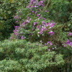 Quais cuidados a quaresmeira precisa para florescer com vigor?