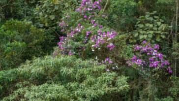 Quais cuidados a quaresmeira precisa para florescer com vigor?