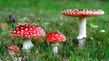 Transforme seus encontros com um descanso de crochê cheio de personalidade