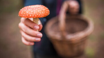 Porta chaves em crochê formato cogumelo, uma peça única e decorativa para sua casa