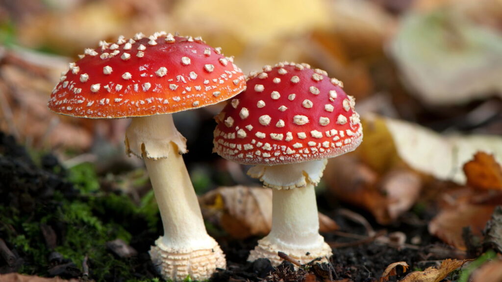 O acessório de crochê que virou xodó nos quartinhos infantis