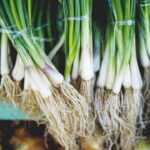 O segredo do enraizante natural para raízes fortes e saudáveis