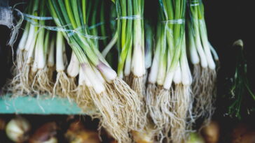 O segredo do enraizante natural para raízes fortes e saudáveis