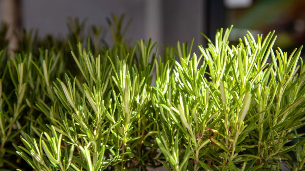 Essa planta simples pode trazer paz e proteção ao seu lar