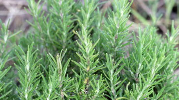 O segredo do alecrim que está chamando atenção da ciência mundial