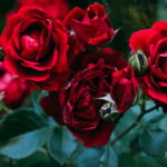 Aprenda a plantar rosas e ter flores o ano inteiro no Brasil
