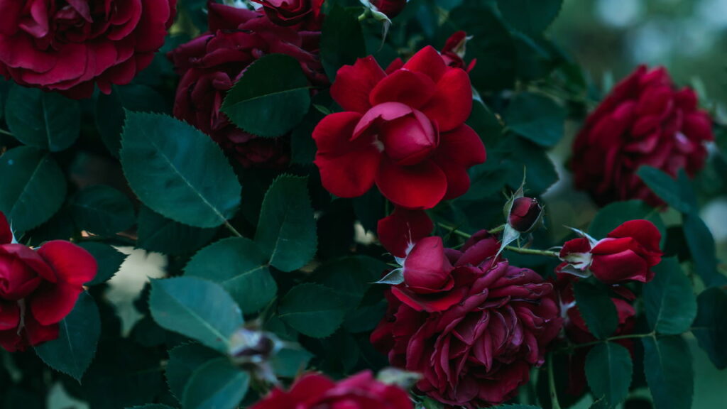 Aprenda a plantar rosas e ter flores o ano inteiro no Brasil