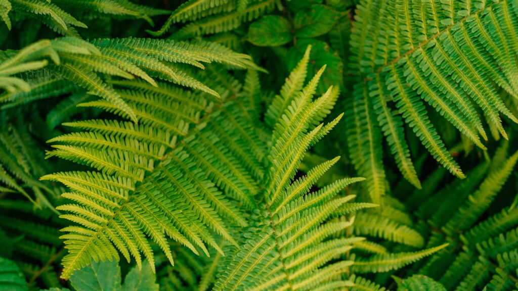 Essa planta está transformando a energia e o visual das casas