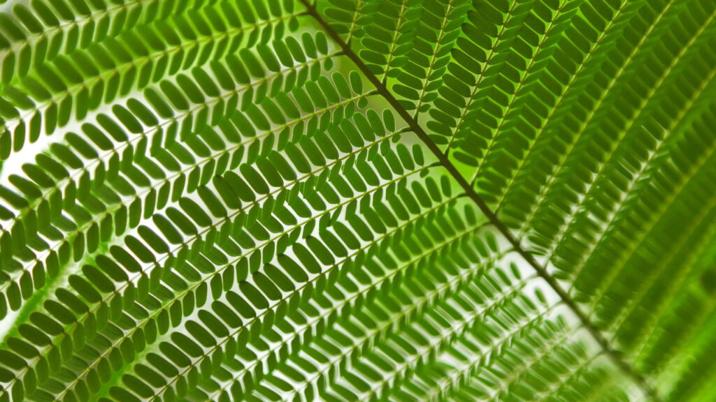 Essa planta está transformando a energia e o visual das casas