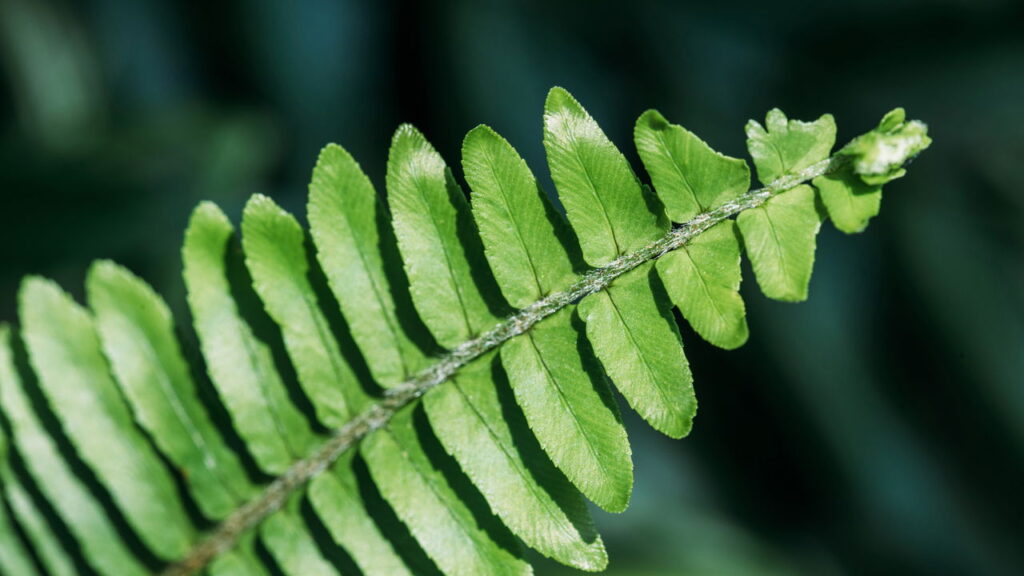 Essa planta está transformando a energia e o visual das casas