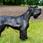 O mistério por trás da expressão séria dos Schnauzers