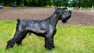 O mistério por trás da expressão séria dos Schnauzers