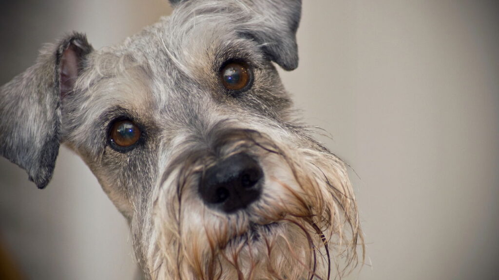 O mistério por trás da expressão séria dos Schnauzers