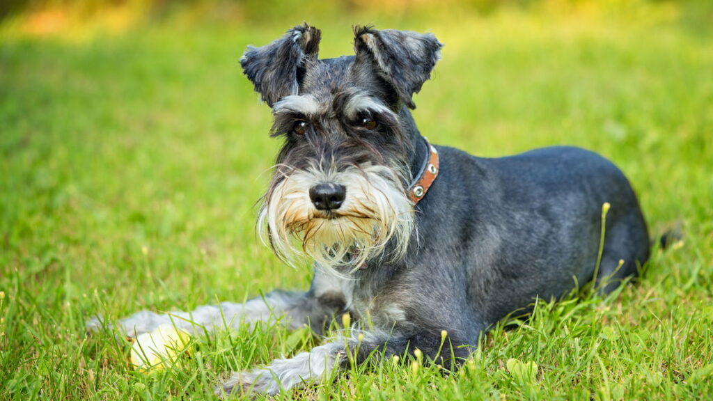 O mistério por trás da expressão séria dos Schnauzers