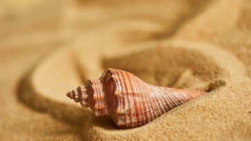 Como fazer conchas em crochê para chaveiros, lembrancinhas ou decorações